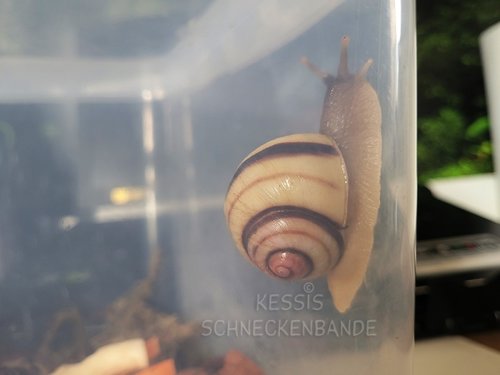 Acavus-haemastoma-striped---Kessis-Schneckenbande (4).jpg