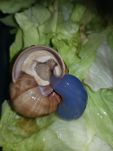 Weinbergschnecke 02.jpg
