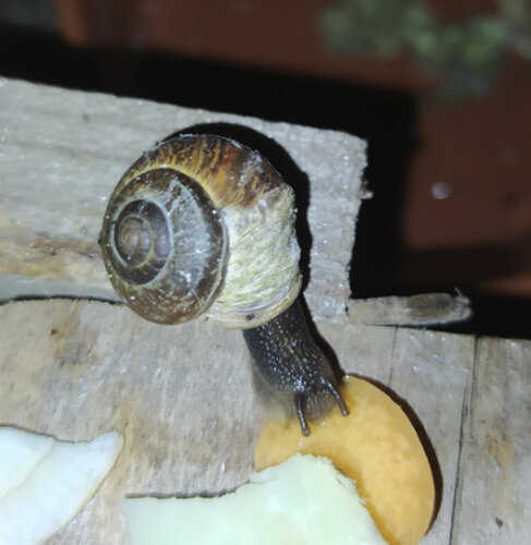 Schnecke-Schneckenschaden01.jpg