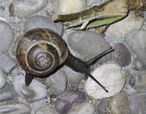 Braune-Schnecke-01.jpg