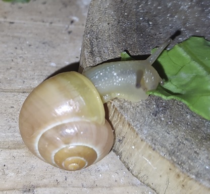 Schnecke-gelb01.jpg