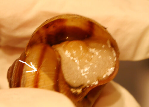 Wurm an Schnecke.JPG