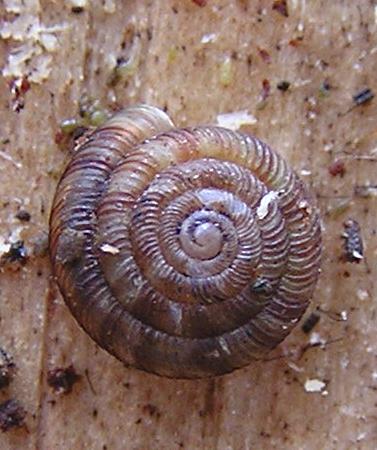 helicodonta_obvoluta.jpg