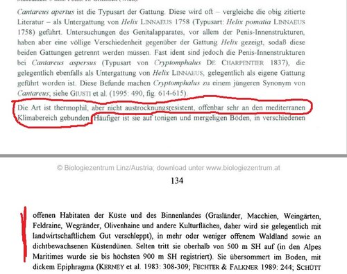 cantareus apertus 2.JPG