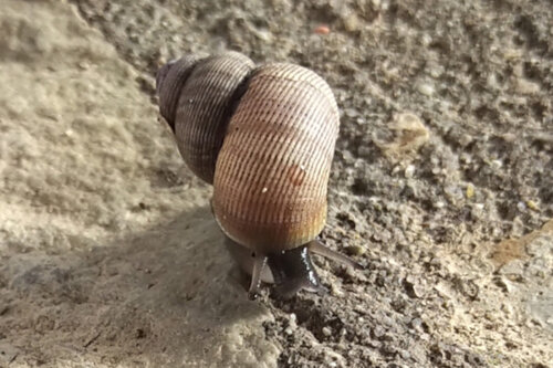 Pomatia-elegans_1.jpg