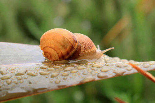 Cornu aspersum 241004.jpg