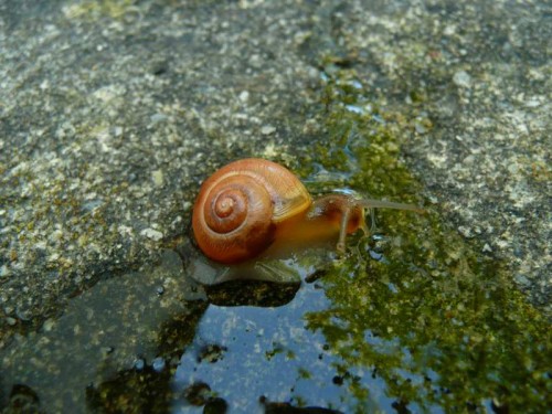 Schnecken 027.jpg
