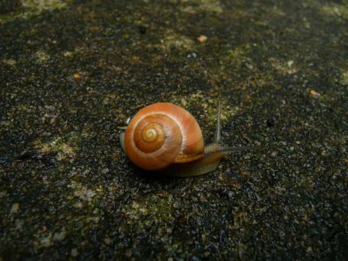 Schnecken 089.jpg
