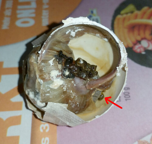 3 Kackihäufchen.jpg