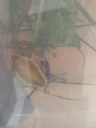 schnecke.jpg