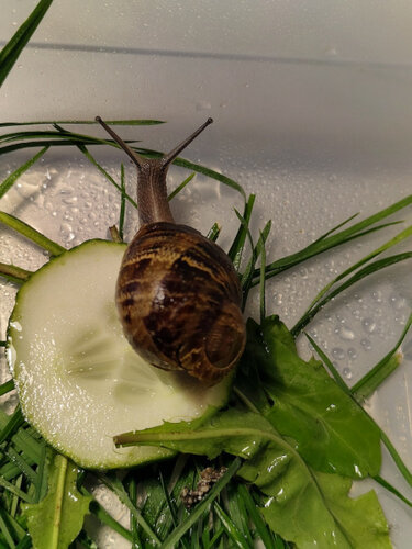schneckegh.jpg