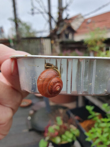 Terracotta2.jpg