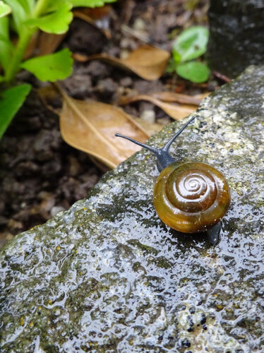 glanzschnecke1.jpg