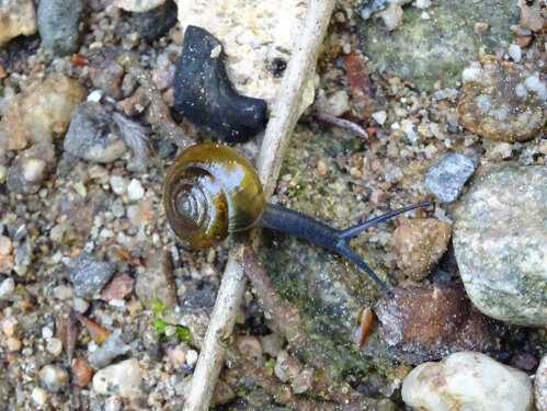 glanzschnecke2.JPG