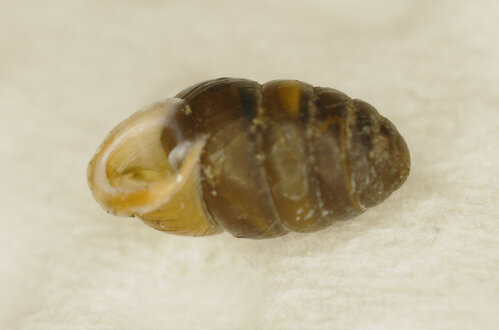 047kl_EWiesmannskotten_Pupilla spec._12.10.2025.JPG