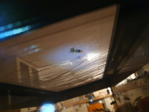 Die Nano-Zwillinge2.jpg