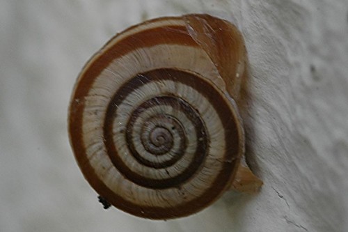 DSC_2691 cf. Heideschnecke, Ausschnitt, Schärfe 45 %.JPG