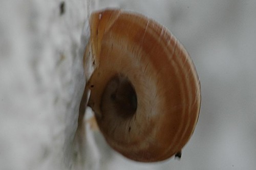 DSC_2693 cf. Heideschnecke, Ausschnitt, Schärfe 40 %.JPG