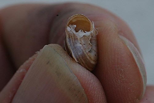 DSC_2694 cf. Heideschnecke, Auschnitt, Schärfe 42 %.JPG