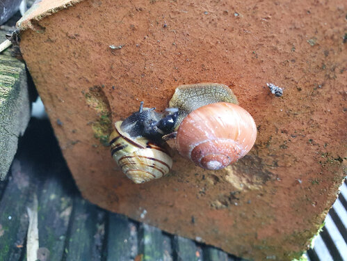 Frühlingsschnecken3.jpg