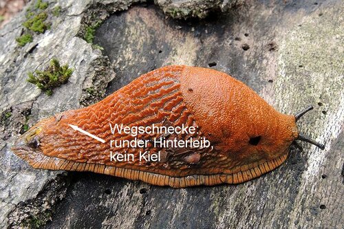 Wegschnecke.jpg