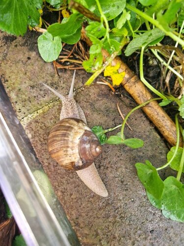 Schnecke auf dem Weg in die Freiheit.jpg