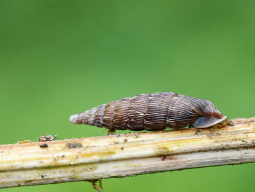 Schnecke.jpg