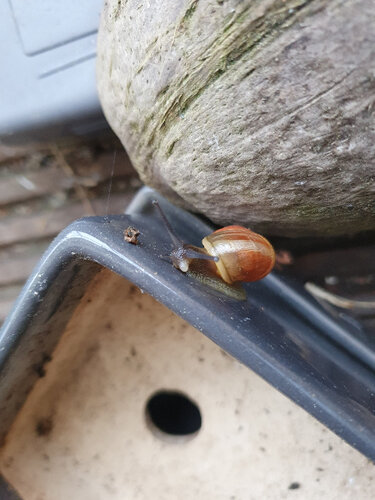 Schneckchen mit verletztem Hörnchen.jpg