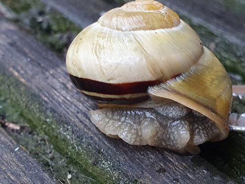 oben gelb unten Streifen2.jpg
