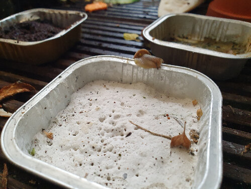 Schälchen1.jpg