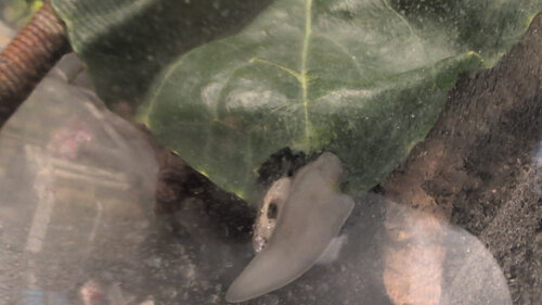 IMG-20261005-WA0011.jpeg