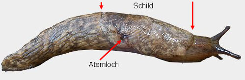 Ackerschnecke rechts.JPG