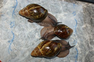 Schnecken 15.11.2009 007.JPG