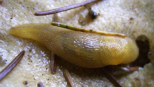 Braune Wegschnecke (Arion subfuscus).jpg