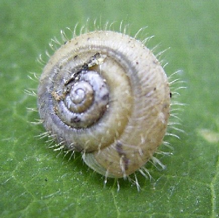 Seidenglänzende Laubschnecke (Trichia sericea).jpg