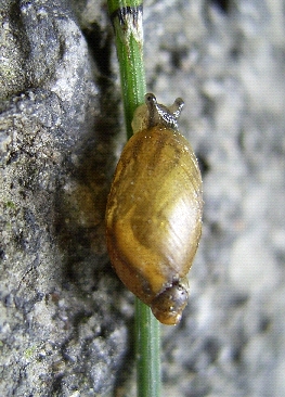 Bernsteinschnecke (Succinea putris).jpg