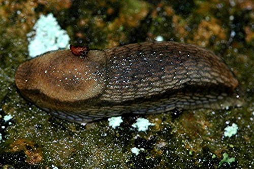 DSC_2903 Nacktschnecke, Ausschnitt, Kontrast, Schärfe 40 %.JPG