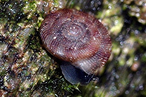 DSC_2906 Schnecke, Ausschnitt, Licht, Schärfe 75 %.JPG