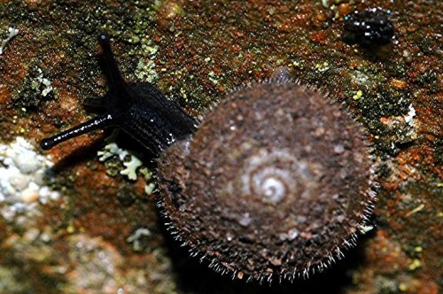 DSC_2931 Haarschnecke, Ausschnitt, Licht, Schärfe 40 %.JPG